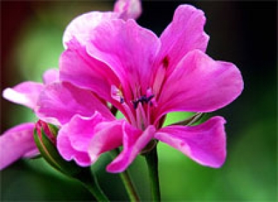 Nota de Falecimento: servidora Maria da Conceição Feitosa Ferreira