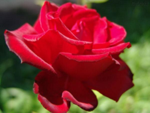 Dia Internacional da Mulher