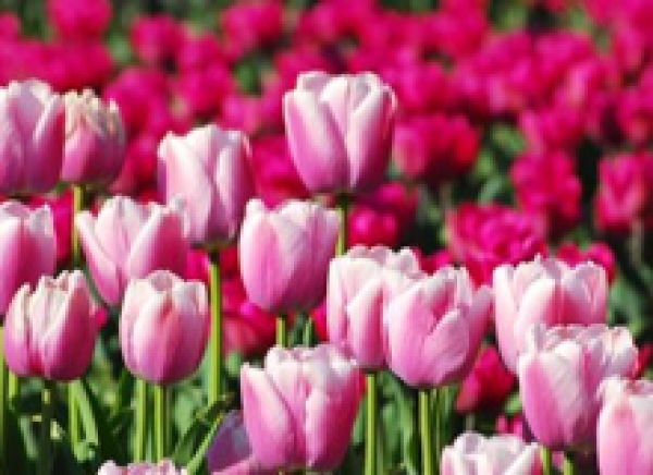 Nota de Falecimento: desembargador aposentado Belmiro Góes