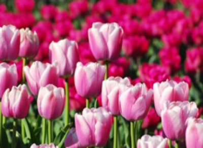 Nota de Falecimento: desembargador aposentado Belmiro Góes