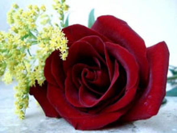 Dia da Mulher: mensagem do Presidente