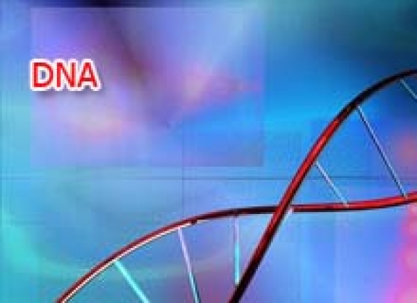 Exames de DNA já estão disponíveis